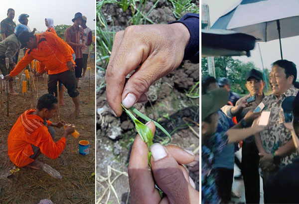 Reaksi Cepat Kementan Atasi Hama Bawang Merah di Brebes